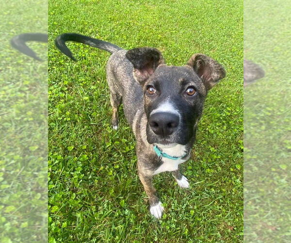 Medium Photo #5 Boxer-Unknown Mix Puppy For Sale in Darlington, MD, USA