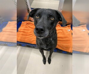 Mastador Dogs for adoption in Fairbanks, AK, USA