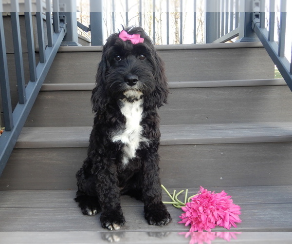 Medium Photo #7 Cockapoo Puppy For Sale in MILLERSBURG, OH, USA