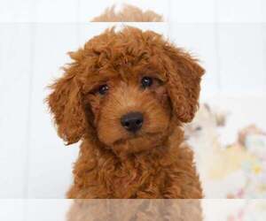 Cavapoo Puppy for sale in BEL AIR, MD, USA