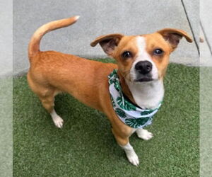 Chihuahua-Unknown Mix Dogs for adoption in Canton, CT, USA