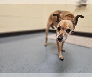 Italian Greyhuahua Dogs for adoption in Denver, CO, USA