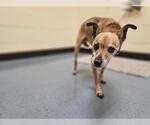 Small Italian Greyhuahua