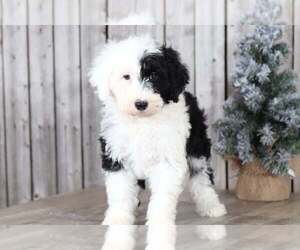 Poochon Puppy for sale in MOUNT VERNON, OH, USA