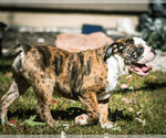 Small Photo #26 Olde English Bulldogge Puppy For Sale in OVERLAND, KS, USA