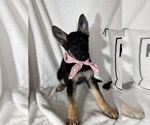 Small #1 German Shepherd Dog