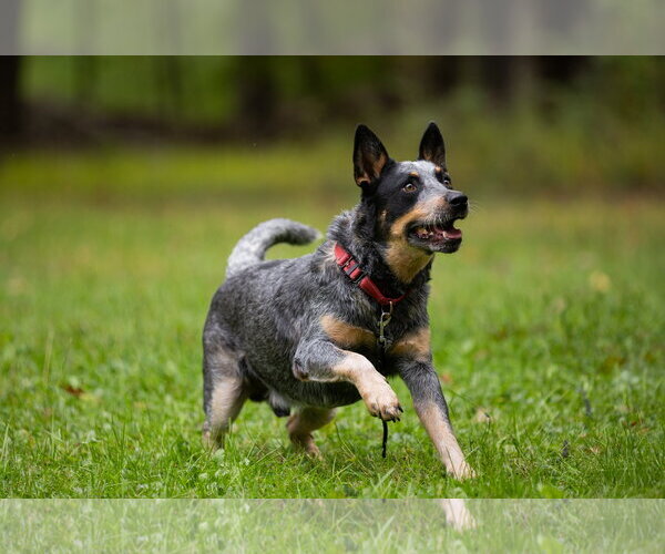 Medium Photo #2 Mutt Puppy For Sale in Garden City, NY, USA