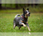 Small Photo #2 Mutt Puppy For Sale in Garden City, NY, USA