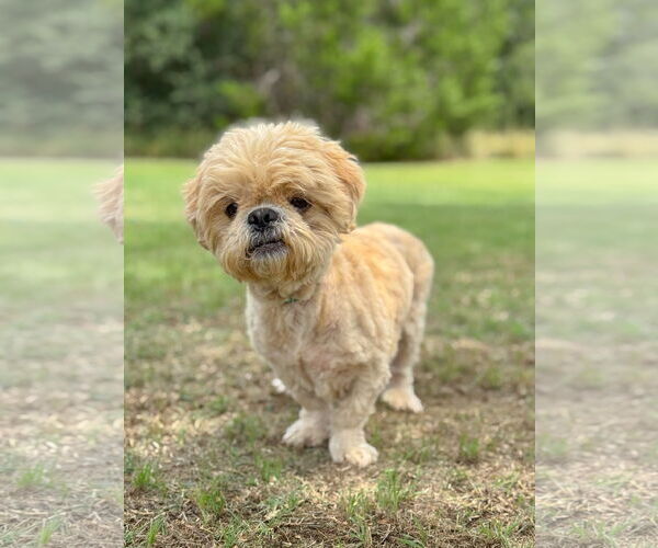 Medium Photo #5 Shih Tzu Puppy For Sale in PIPE CREEK, TX, USA