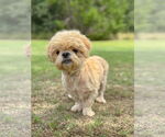 Small #4 Shih Tzu