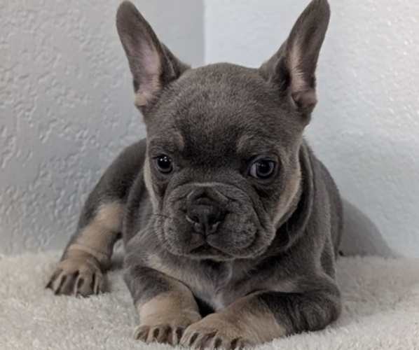 Medium Photo #4 French Bulldog Puppy For Sale in GOSHEN, IN, USA