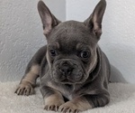 Small #3 French Bulldog