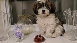 Lhasa Apso Puppy for sale in WELLESLEY, MA, USA