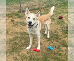 Small #3 Huskies  Mix