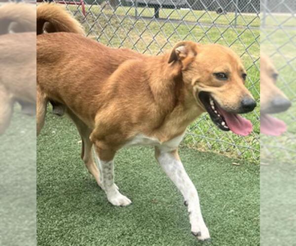 Medium Photo #2 Basenji-Unknown Mix Puppy For Sale in Texas City, TX, USA