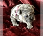 Small Photo #18 French Bulldog Puppy For Sale in BUCKS BAR, CA, USA