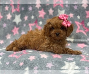 Cavapoo Puppy for sale in LAKELAND, FL, USA