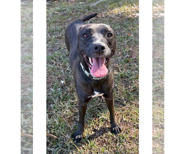 Medium Photo #7 Mutt Puppy For Sale in Boston, MA, USA