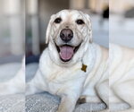 Small #3 Labrador Retriever Mix