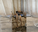 Small #3 Mutt