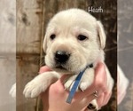 Puppy Heath Labrador Retriever