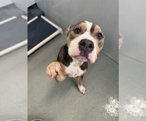 Mutt Dogs for adoption in Fayetteville, NC, USA