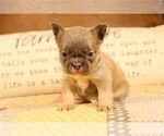 Small Photo #3 French Bulldog Puppy For Sale in MIAMI, FL, USA