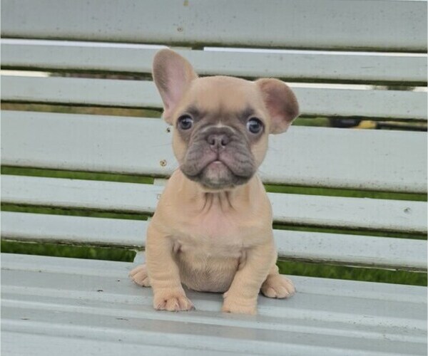 Medium Photo #1 French Bulldog Puppy For Sale in MILTON, WI, USA