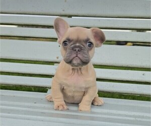 French Bulldog Puppy for sale in MILTON, WI, USA