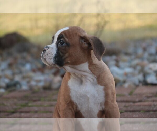 Medium Photo #2 Boxer Puppy For Sale in SHIPSHEWANA, IN, USA