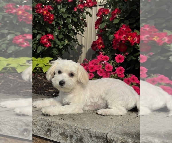 Medium Photo #2 Lhasa-Coton Puppy For Sale in CANOGA, NY, USA