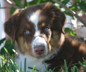 Australian Shepherd Puppy for sale in BRIGHTON, CO, USA