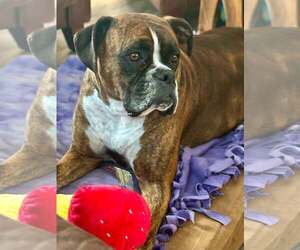 Moxie - Female Boxer Dog for Adoption - Photo #2