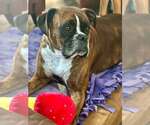Small #1 Boxer