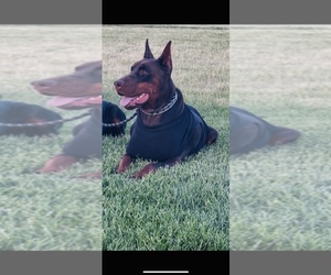 Mother of the Doberman Pinscher puppies born on 04/28/2025