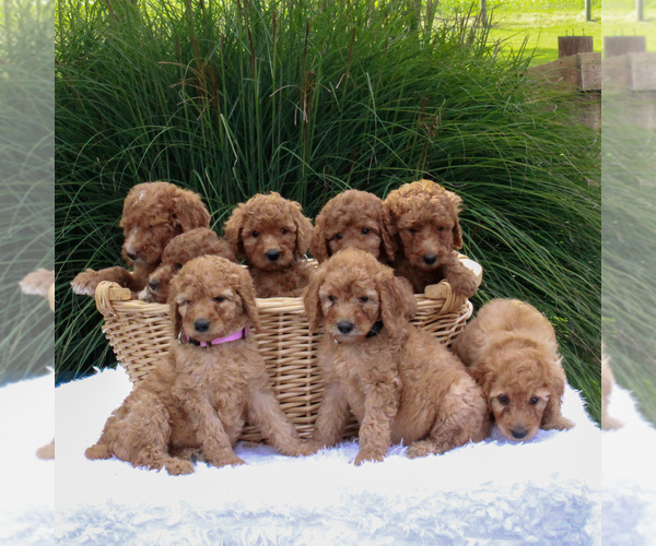 Medium Photo #2 Poodle (Standard) Puppy For Sale in GORDONVILLE, PA, USA