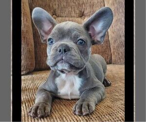 French Bulldog Puppy for sale in GORDONVILLE, PA, USA