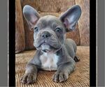 Small French Bulldog