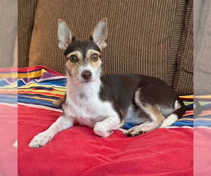 Medium Jack Russell Terrier Mix