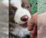 Small Photo #14 Australian Shepherd Puppy For Sale in NELSON, VA, USA