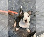 Small Photo #4 American Pit Bull Terrier-Unknown Mix Puppy For Sale in Germantown, OH, USA