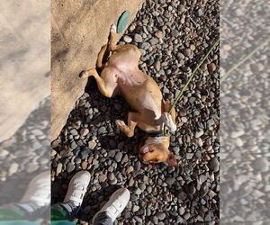 Nana - Female American Staffordshire Terrier-Unknown Mix Dog for Adoption - Photo #5