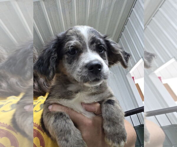 Medium Photo #2 Australian Shepherd Puppy For Sale in Osgood, IN, USA