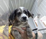 Small #1 Australian Shepherd