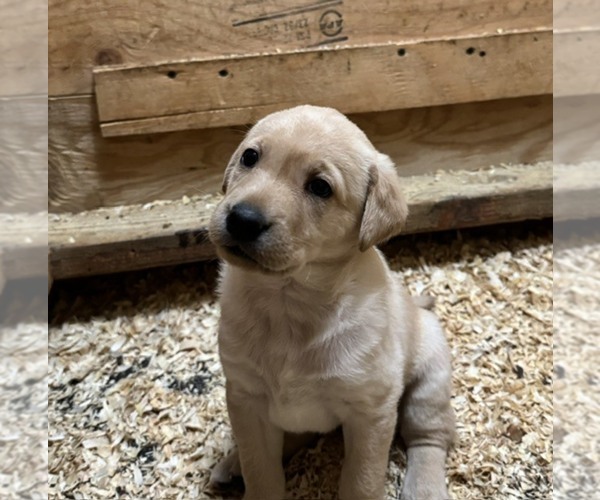 Medium Photo #5 Labrador Retriever Puppy For Sale in WOODBRIDGE, CT, USA