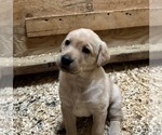 Litter of 7 - Male(s) and Female(s) Labrador RetrieverLitter of Puppies for Sale - Photo #5