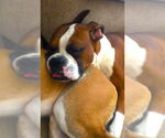 Small #3 Boxer