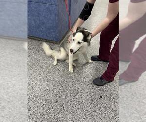 Siberian Husky Dogs for adoption in Palmetto, FL, USA
