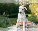 Small #5 German Shepherd Dog