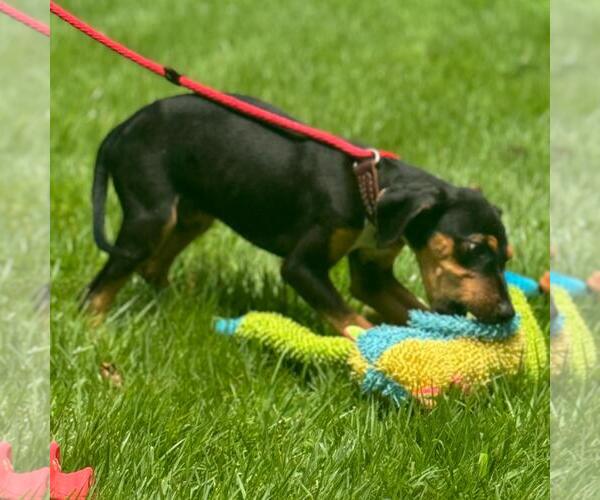 Medium Photo #4 Mutt Puppy For Sale in Yardley, PA, USA